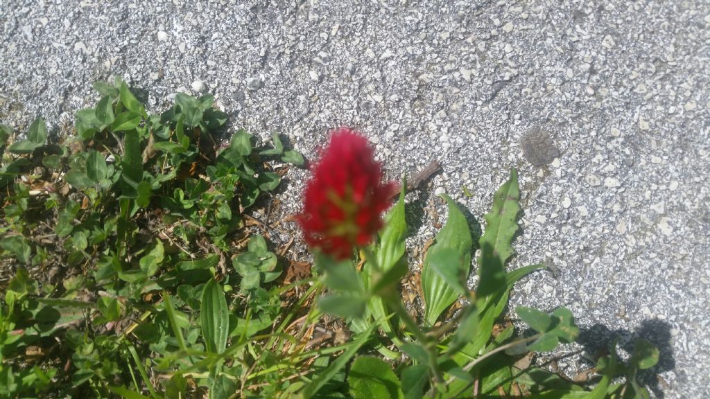 Trifolium incarnatum (Fabaceae)